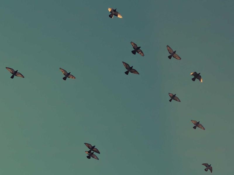 版权卫士<br>原创保护与内容去重检测